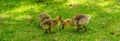 Babies Canadian Goose at Heron Island