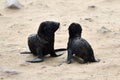 Babies of a cape fur seals Royalty Free Stock Photo