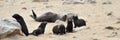 Babies of a cape fur seals Royalty Free Stock Photo