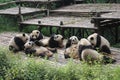 Babies Family Giant Panda, Chengdu China Royalty Free Stock Photo