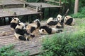 Babies Family Giant Panda, Chengdu China Royalty Free Stock Photo