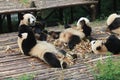 Babies Family Giant Panda, Chengdu China Royalty Free Stock Photo