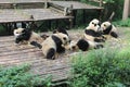 Babies Family Giant Panda, Chengdu China Royalty Free Stock Photo