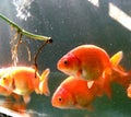 The babies fish of ranchu goldfish