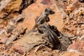 Babies of ground squirrels in the mountains of northern Morocco