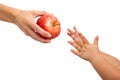 Babies hands reaching out to apple. Royalty Free Stock Photo