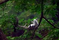 Nestling of Oriental Darters