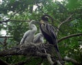 Nestling of Oriental Darters