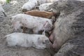 Babies pigs getting feed by mom at Tola town. Royalty Free Stock Photo