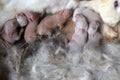 Babies rabbits breastfeeding in the coops Royalty Free Stock Photo