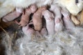 Babies rabbits breastfeeding in the coops Royalty Free Stock Photo