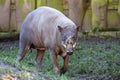 Babirusa, Babyrousa babyrussa Royalty Free Stock Photo