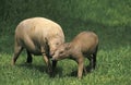 Babirusa, babyrousa babyrussa, Mother and Young Royalty Free Stock Photo