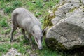 Babirusa Celebes Babyrousa babyrussa endangered animal species