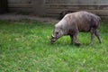 Babirusa Deer Pig Babyrousa Grey Royalty Free Stock Photo