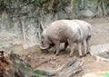 Babirusa eating Royalty Free Stock Photo
