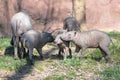 Babirusa family Royalty Free Stock Photo