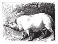 The Babirusa or Pig-deer. Vintage engraving