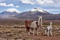 A bably llama and mother on the Bolivian Altiplano