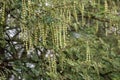 Babool Tree or Acacia nilotica or Gum Arabic Vachellia nilotica Seed Pods and Tree