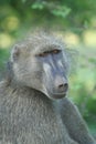 Baboon Royalty Free Stock Photo