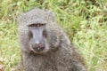 Baboon, closeup of adult baboon in Kibale Nationalpark, Uganda, Africa Royalty Free Stock Photo