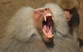 Baboon Royalty Free Stock Photo