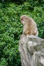 Baboon alone in a rock Royalty Free Stock Photo
