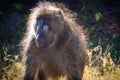 Baboon