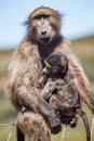 Baboon with baby