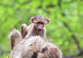 Baboon baby riding on mother Royalty Free Stock Photo