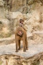 Baboon baby riding on it's mother's back