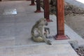 Baboon with baby