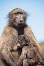 Baboon with breastfeeding baby