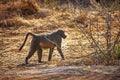 Baboon in the bush Royalty Free Stock Photo