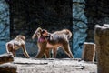 Baboon with child and brother and sister riding on mothers back