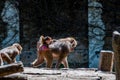 Baboon with child and brother and sister riding on mothers back looking at his brother