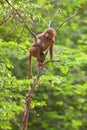 Baboon climbing