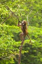 Baboon climbing