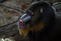 Baboon close up