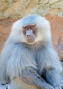 Baboon Closeup