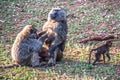 Baboon couple with baby