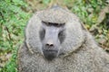Baboon Royalty Free Stock Photo