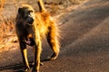 Baboon and cub Royalty Free Stock Photo