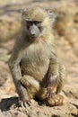 Baboon cub. Full shot Royalty Free Stock Photo