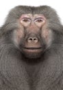 Baboon - Digital enhancement