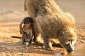 Baboon drinking water from a pond with her baby sitting beside her Royalty Free Stock Photo