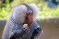 Baboon eating