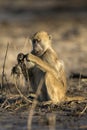 A baboon eats at sunset Royalty Free Stock Photo