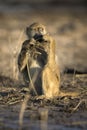 A baboon eats at sunset Royalty Free Stock Photo